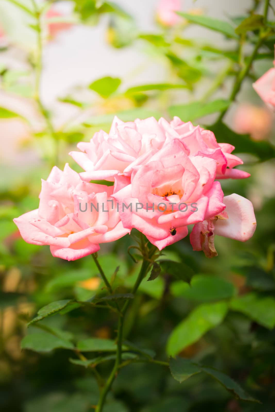 Roses in the garden, Roses are beautiful with a beautiful sunny day.