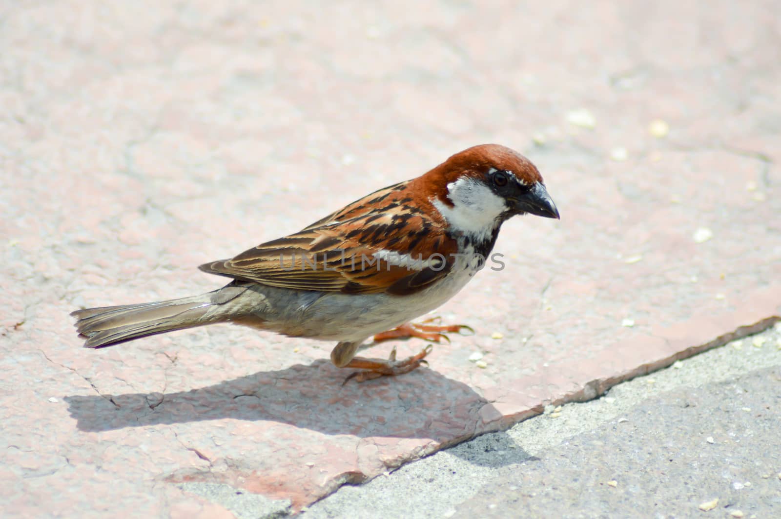 Sparrow posed on a stone near the lake of guard in italy