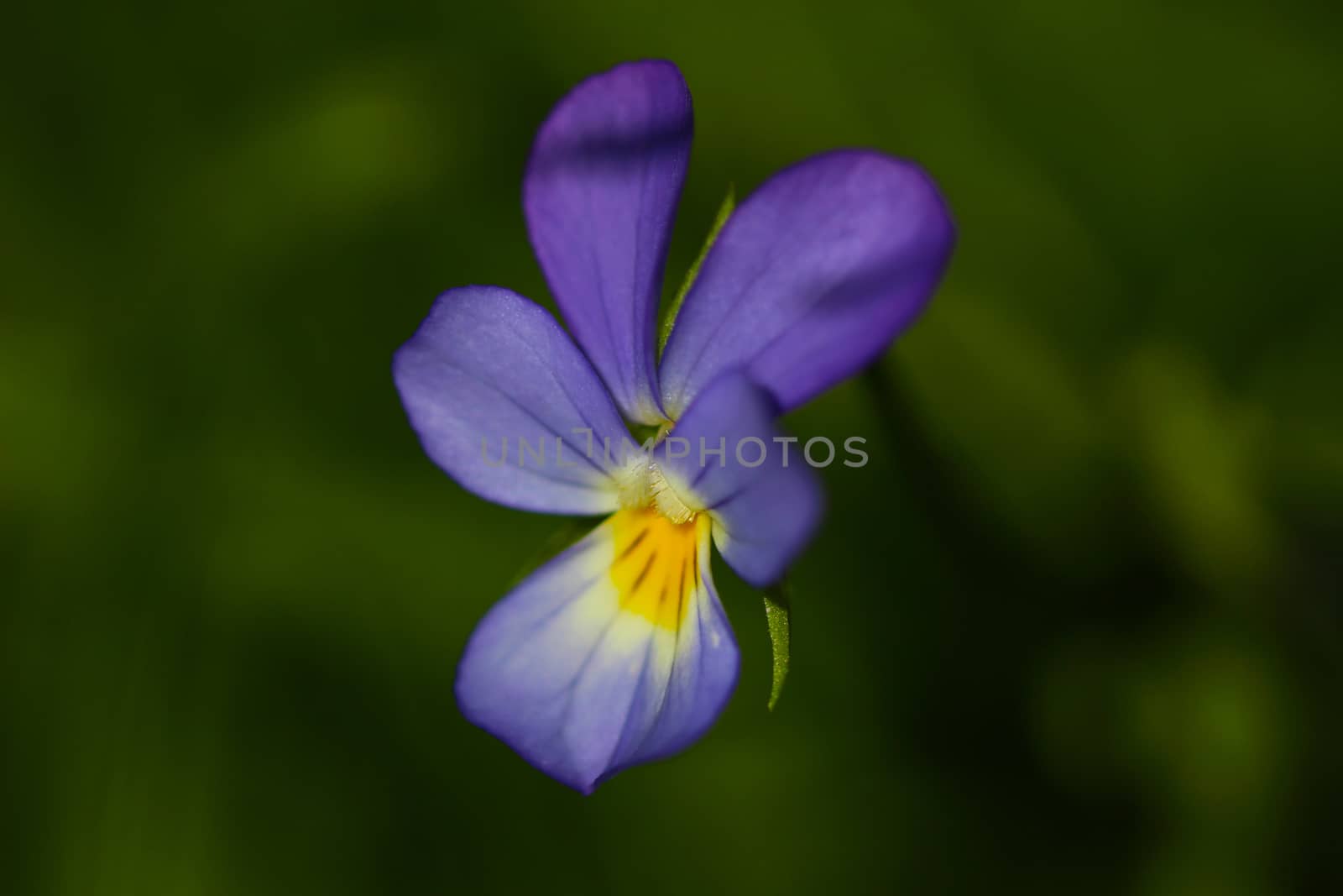 Delicate purple flower on a green background