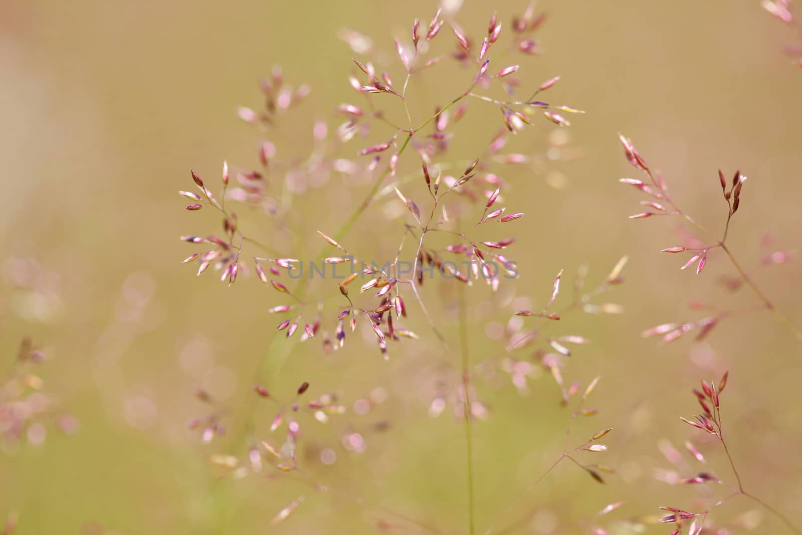 Delicate thin spikelet on a beige background