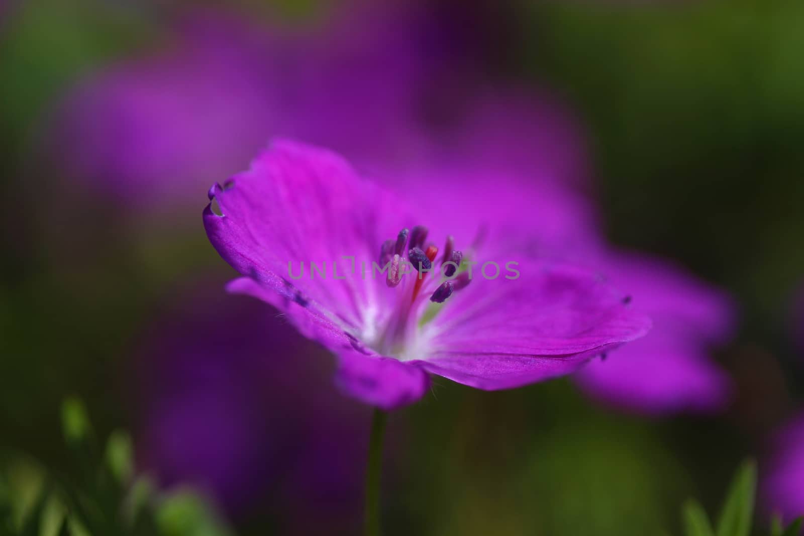 Delicate purple flower on a green background