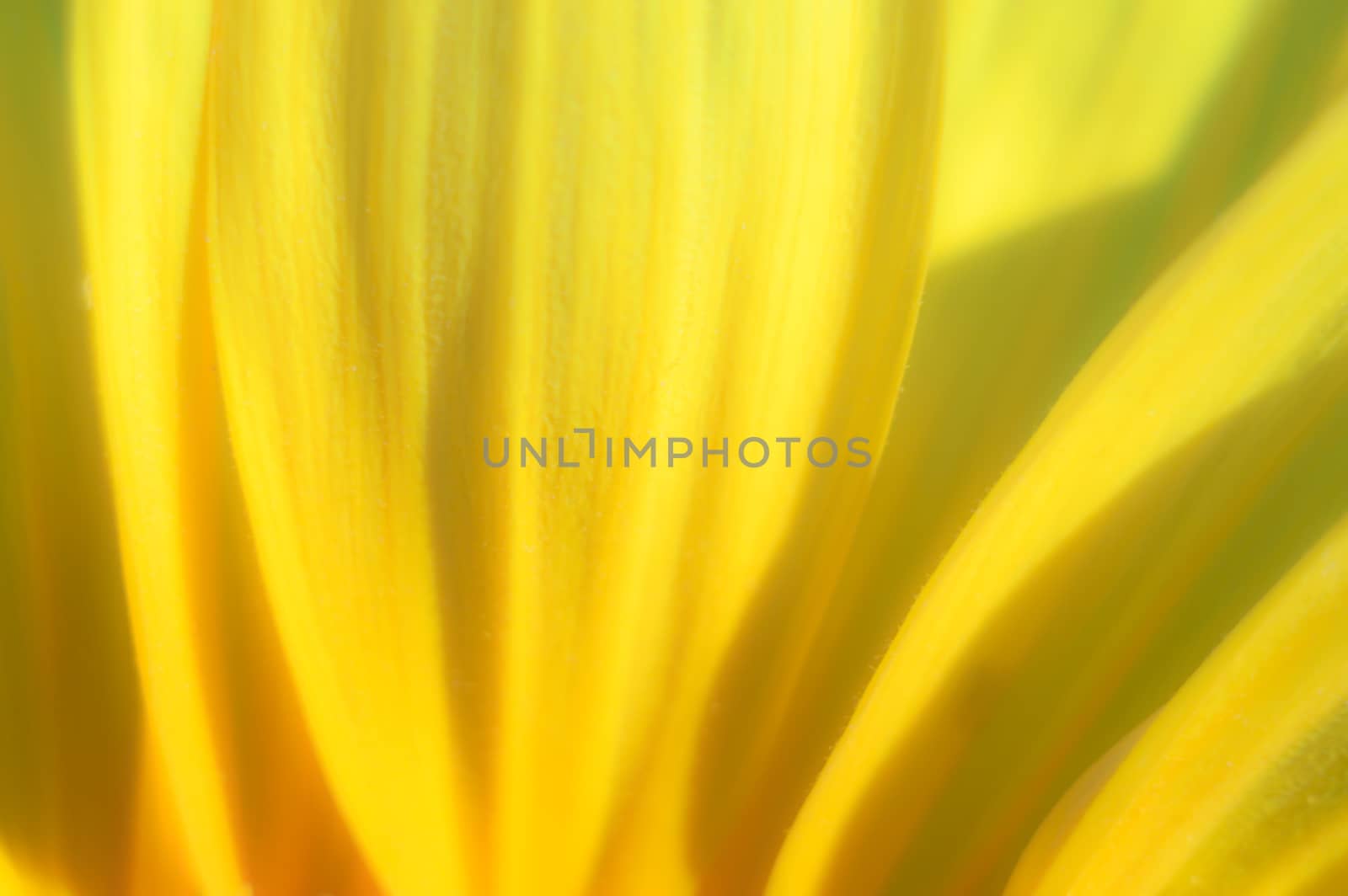 flowers as a colorful background, macro photo, nature series
