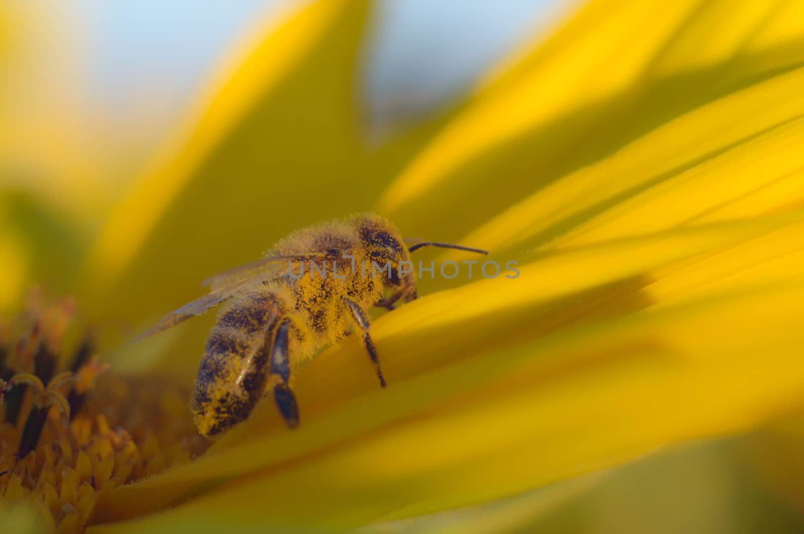 flowers as a colorful background, macro photo, nature series