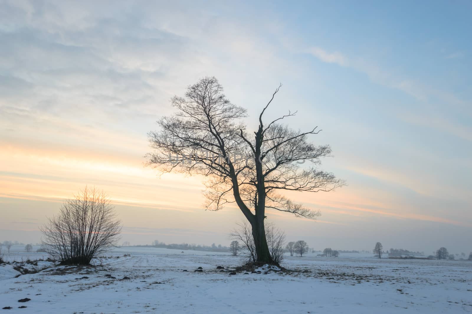 old big tree on color background with blue sky, nature series