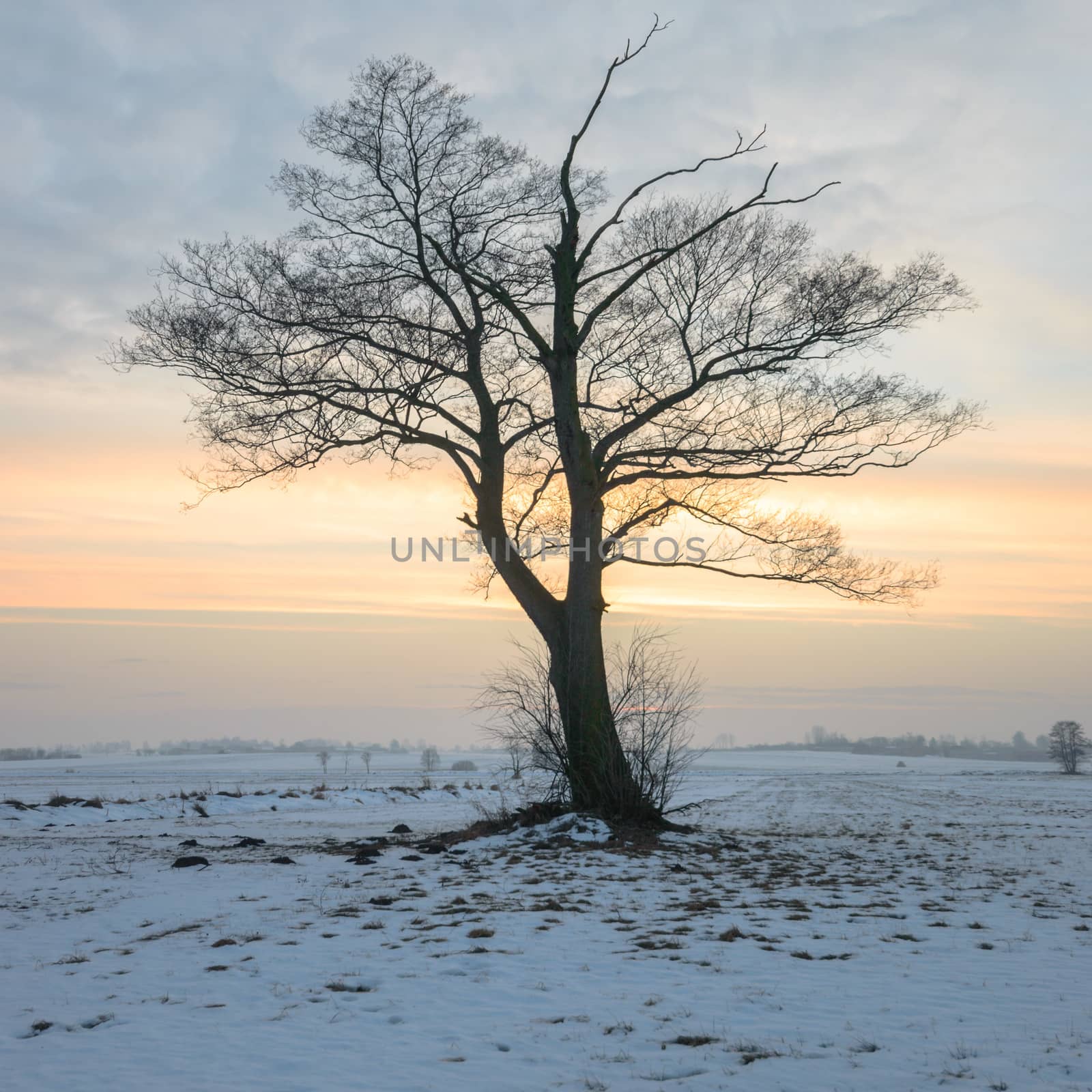 old big tree on color background with blue sky, nature series