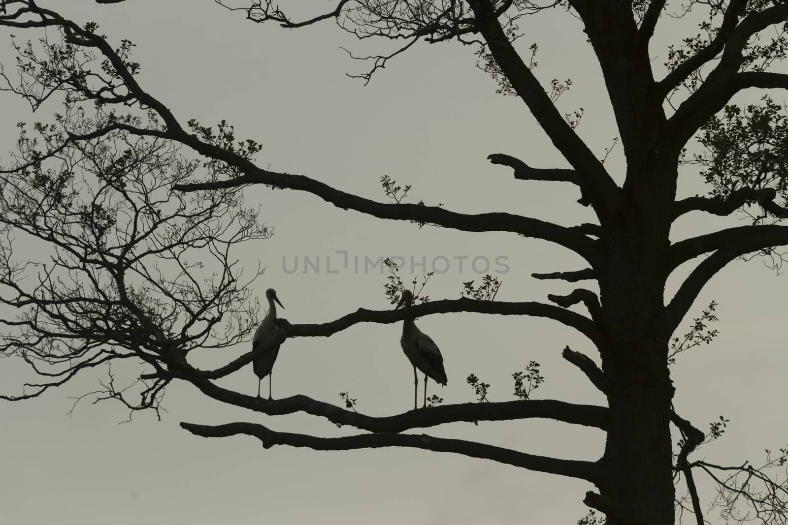 storks on green grass in sunny day, nature series