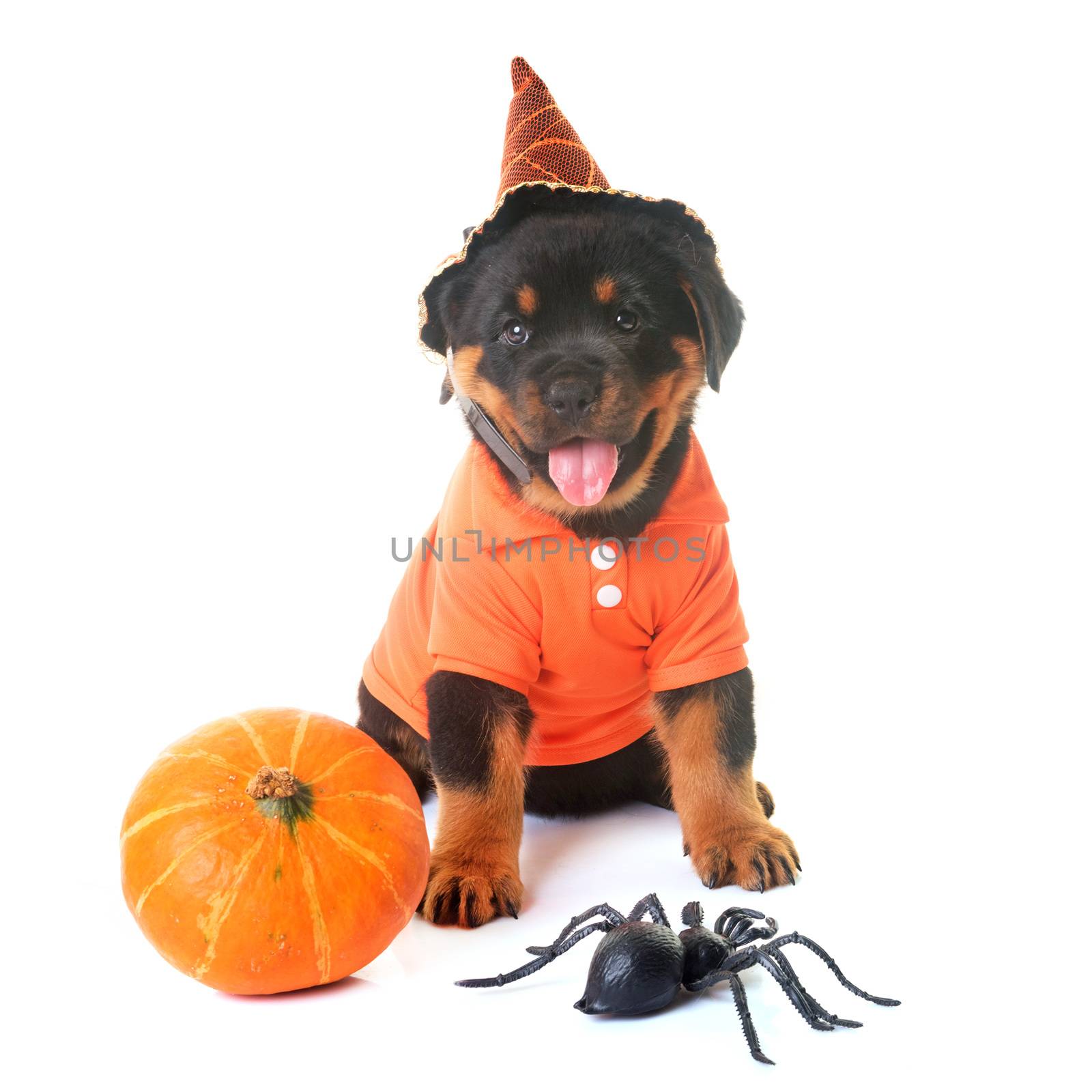 puppy rottweiler and halloween in front of white background