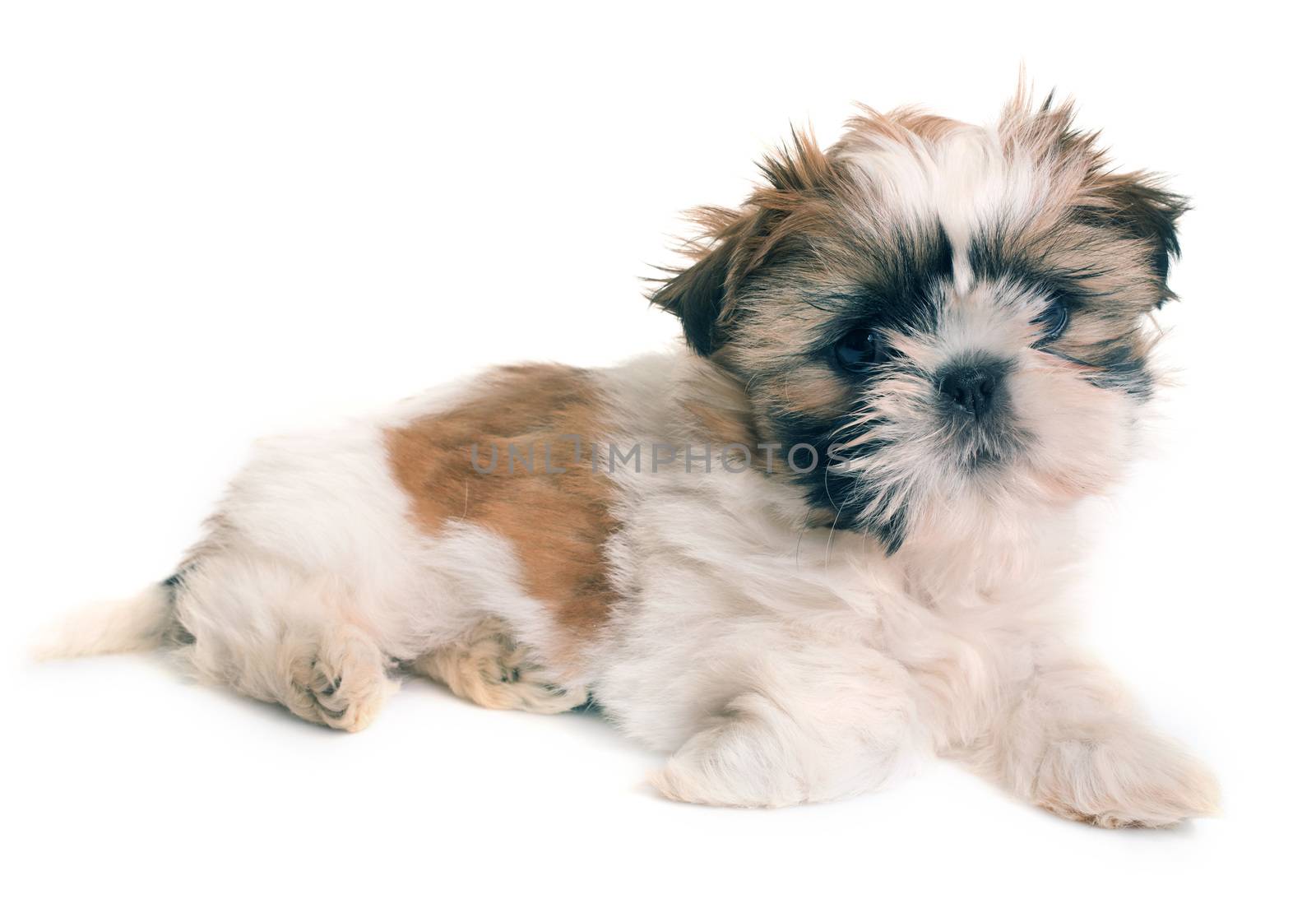 shih tzu puppy by cynoclub