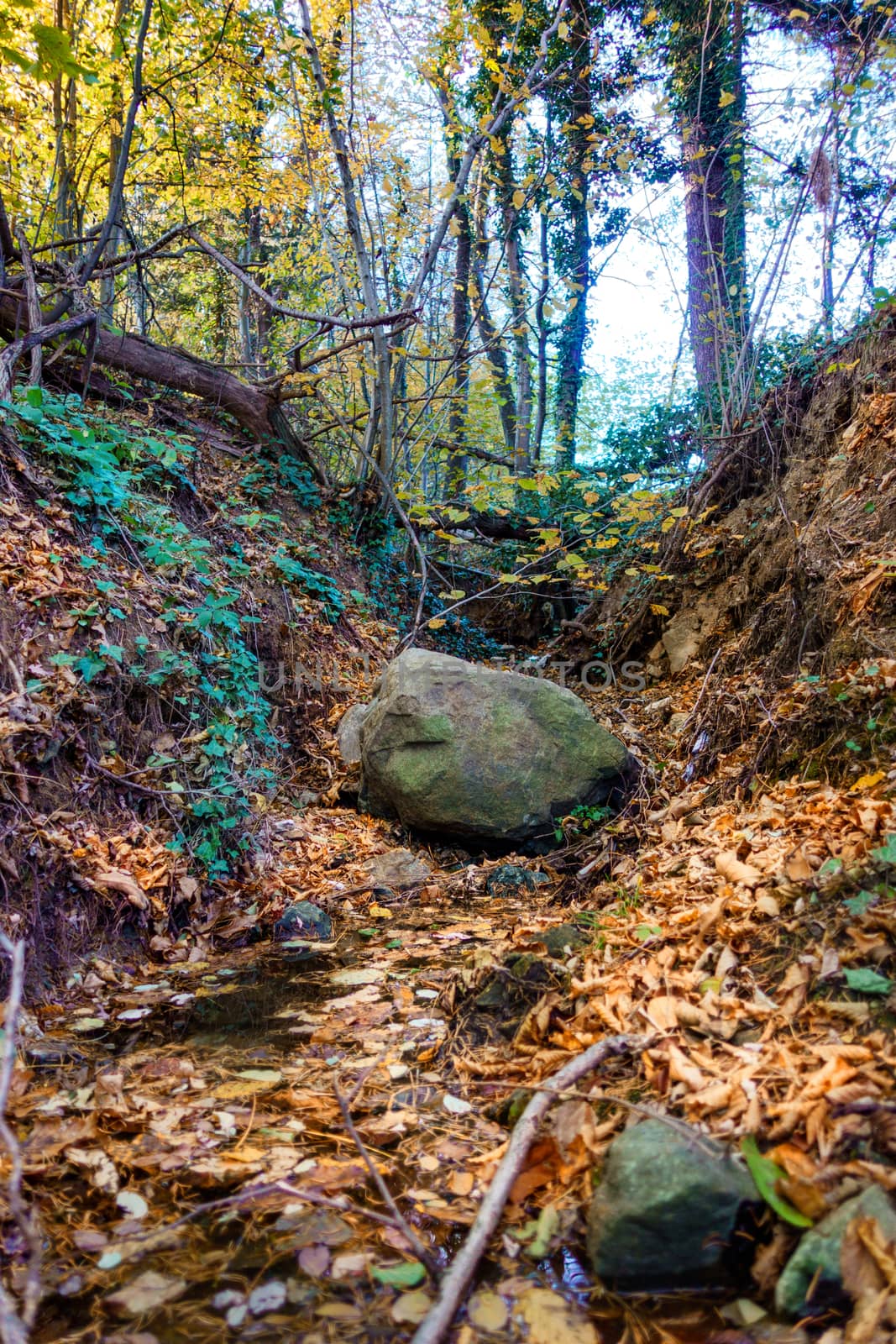 A Small Scenic Gorge with autumn foliage and boulder, dry riverbed, stram in the woods, fall colors