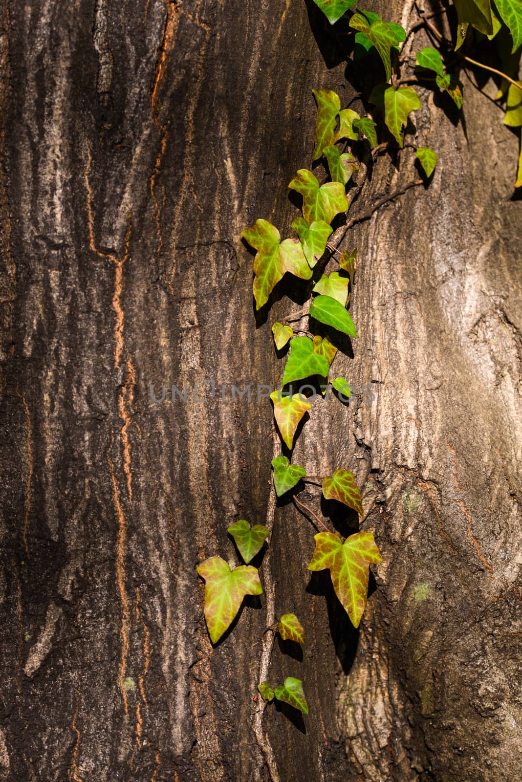 green ivy climbing up tree trunk, close up