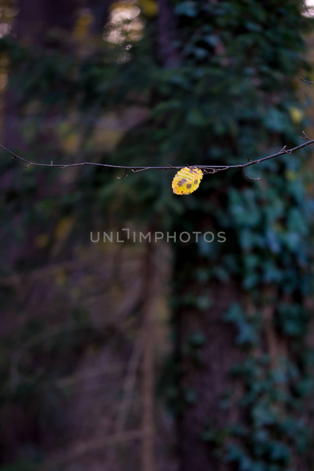 Yellow Alder leaf on branch in front of dark autumn woods background of ivy climbing an oak tree