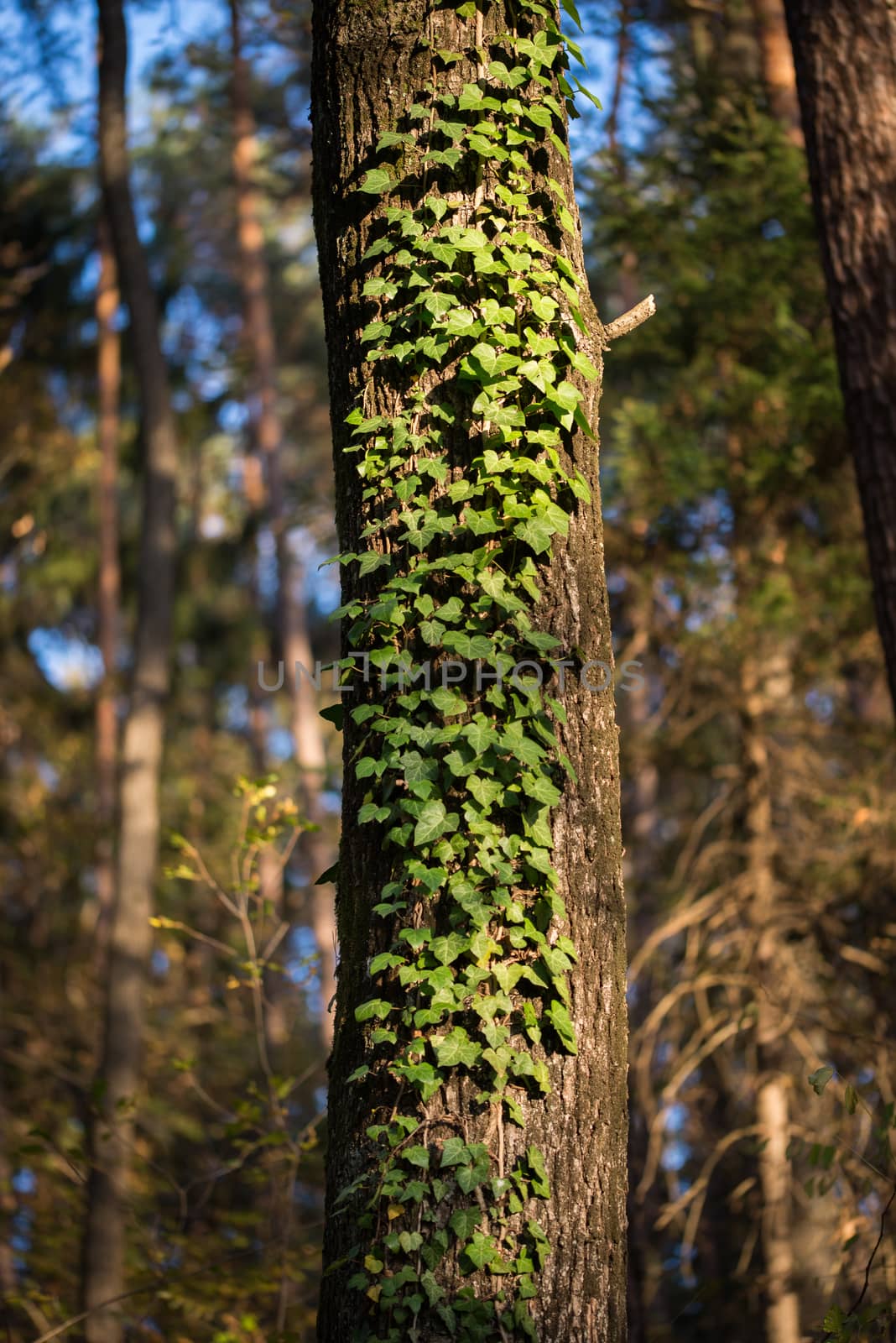 Green ivy leaves climbing on an oak tree in dark woods, ivy lit by sunlight