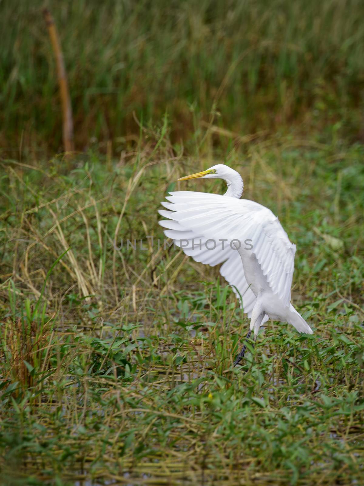 Image of White Egret fluttering on a natural background. Animal. by yod67
