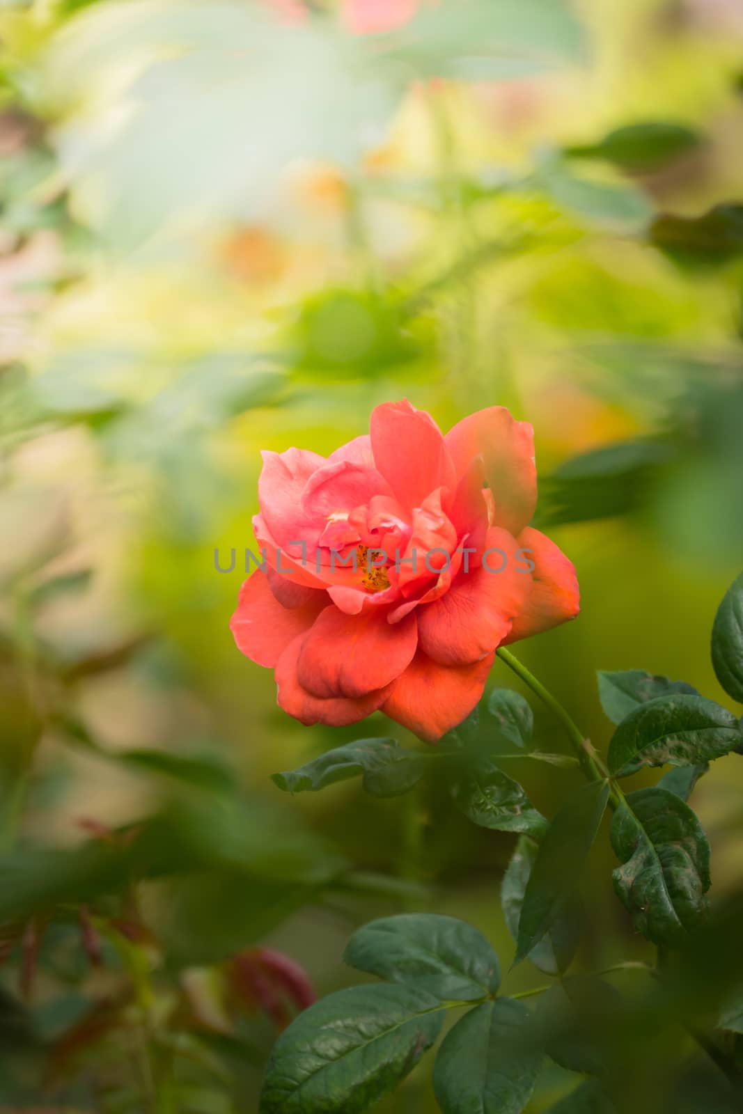 Roses in the garden, Roses are beautiful with a beautiful sunny day.