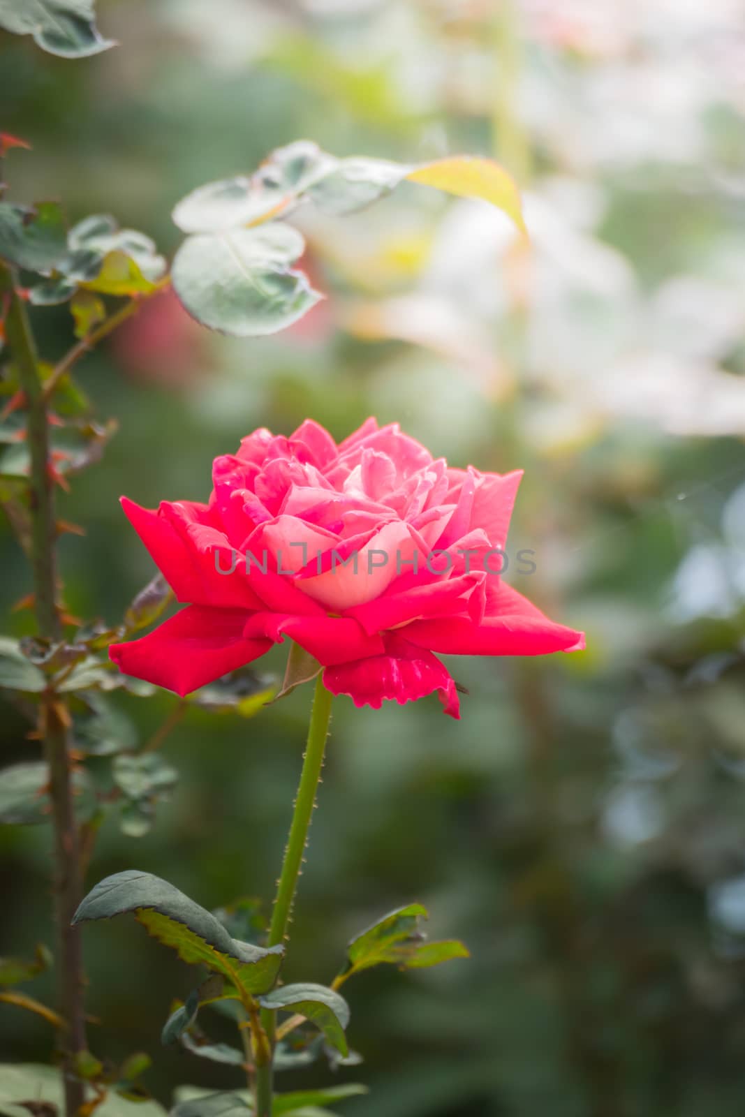 Roses in the garden, Roses are beautiful with a beautiful sunny day.