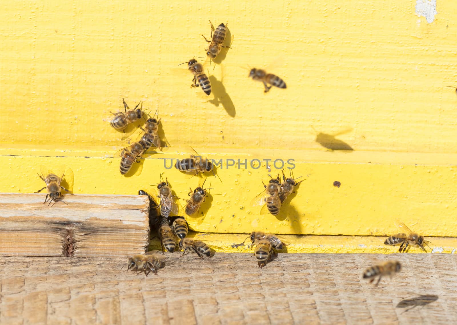 Closeup of a beehive - Bees are working - Selective focus