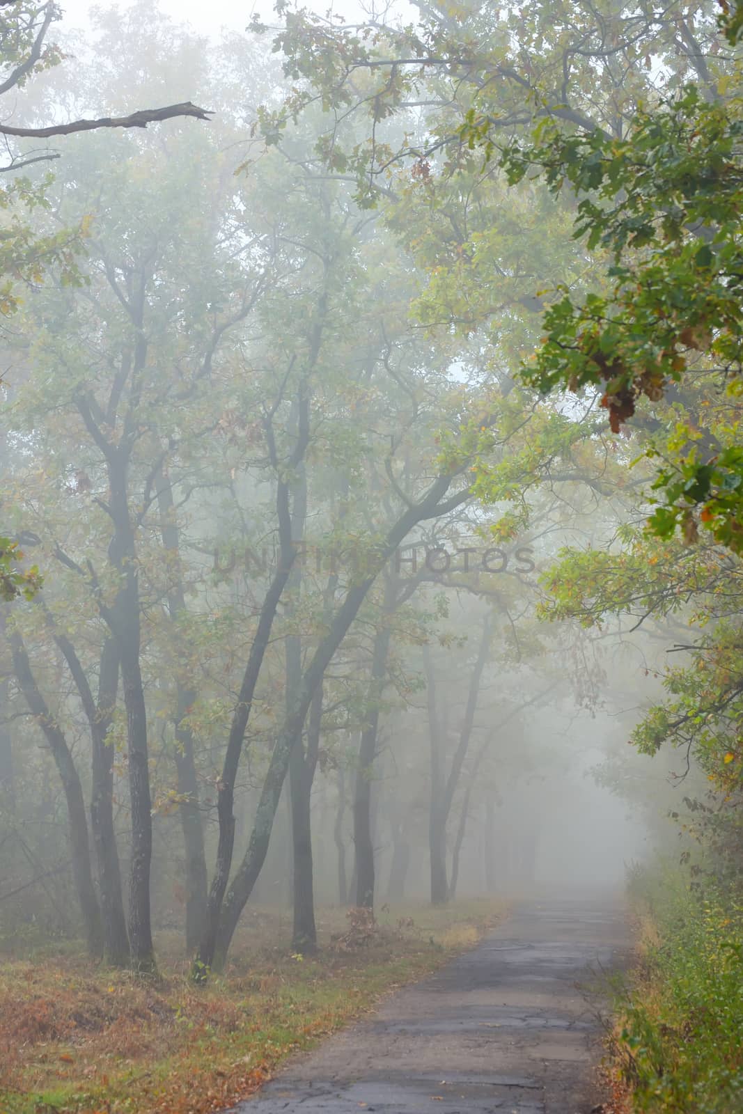 Misty autumnal  road in forest