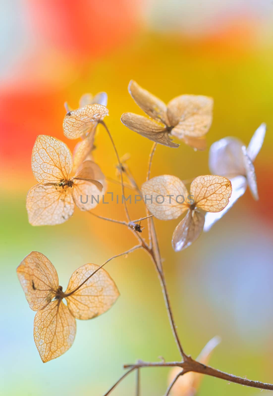 Autumn dried Hydrangea flowers- hortensie