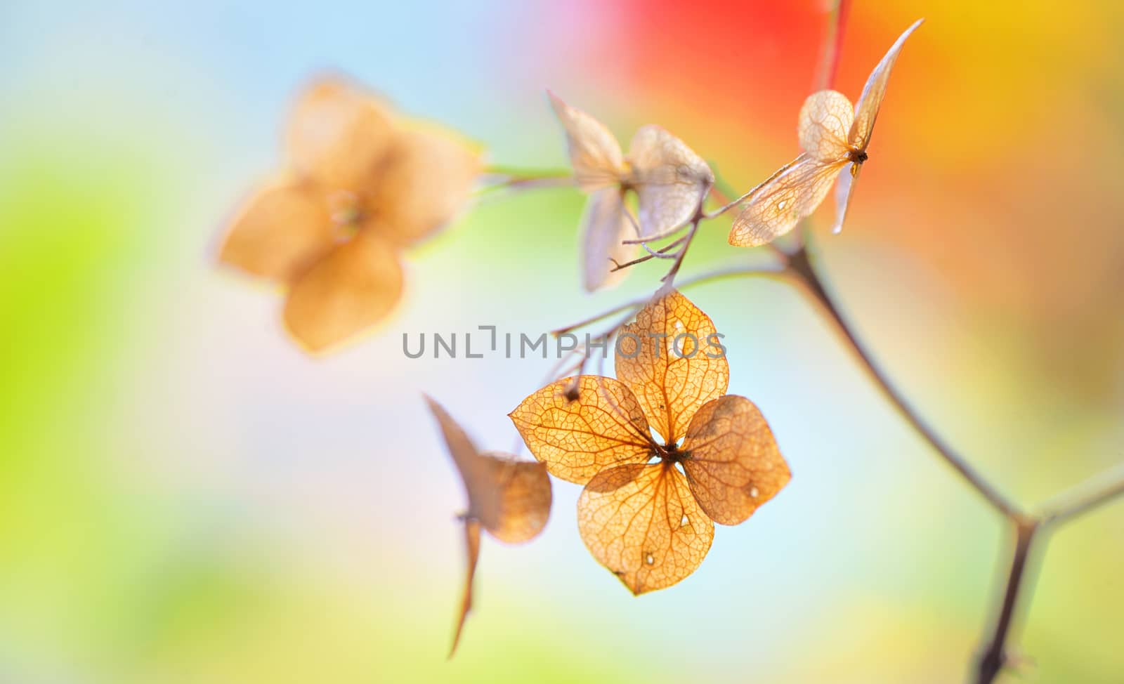 Autumn dried Hydrangea flowers- hortensie