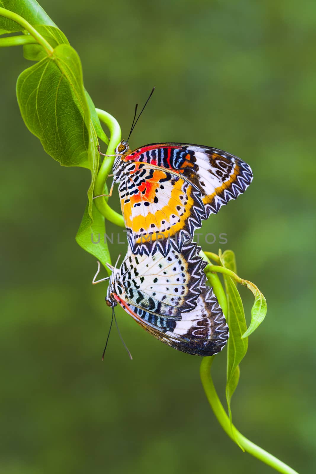 Beautiful butterfly in nature. by jee1999