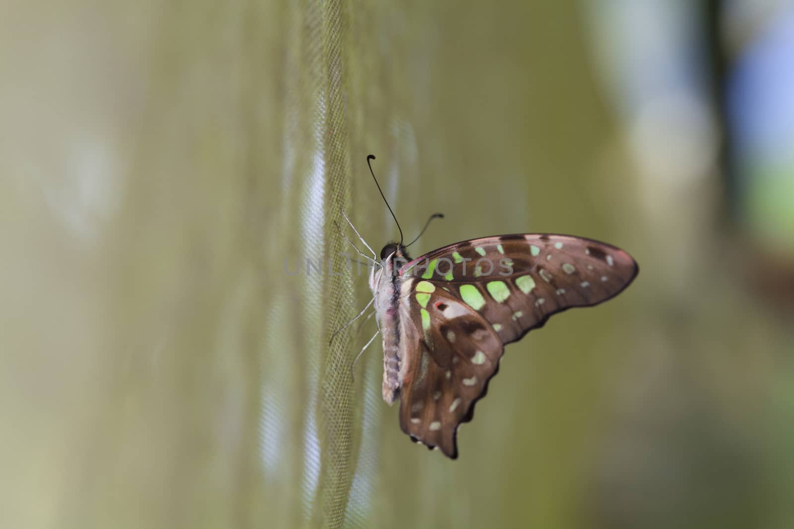 Butterfly. Butterfly on flower. Butterfly in tropical garden. Butterfly in nature.