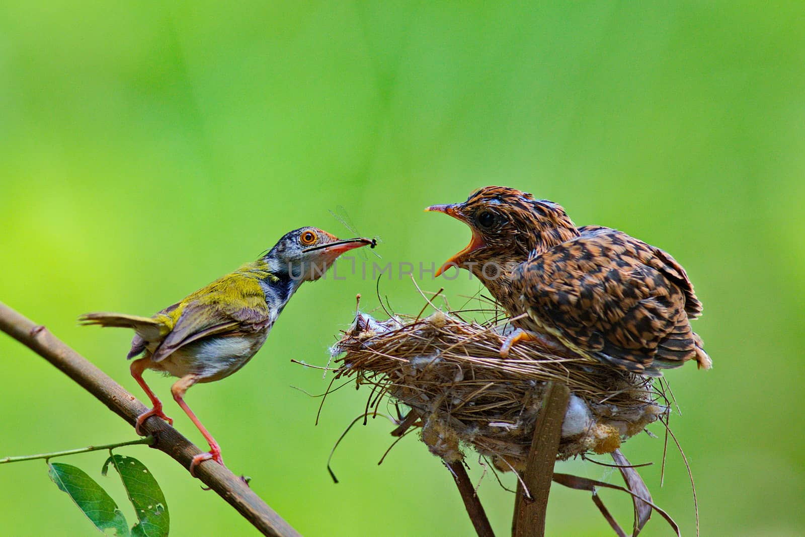 Female Cardinal feeds her baby chicks while standing on their bi by jee1999