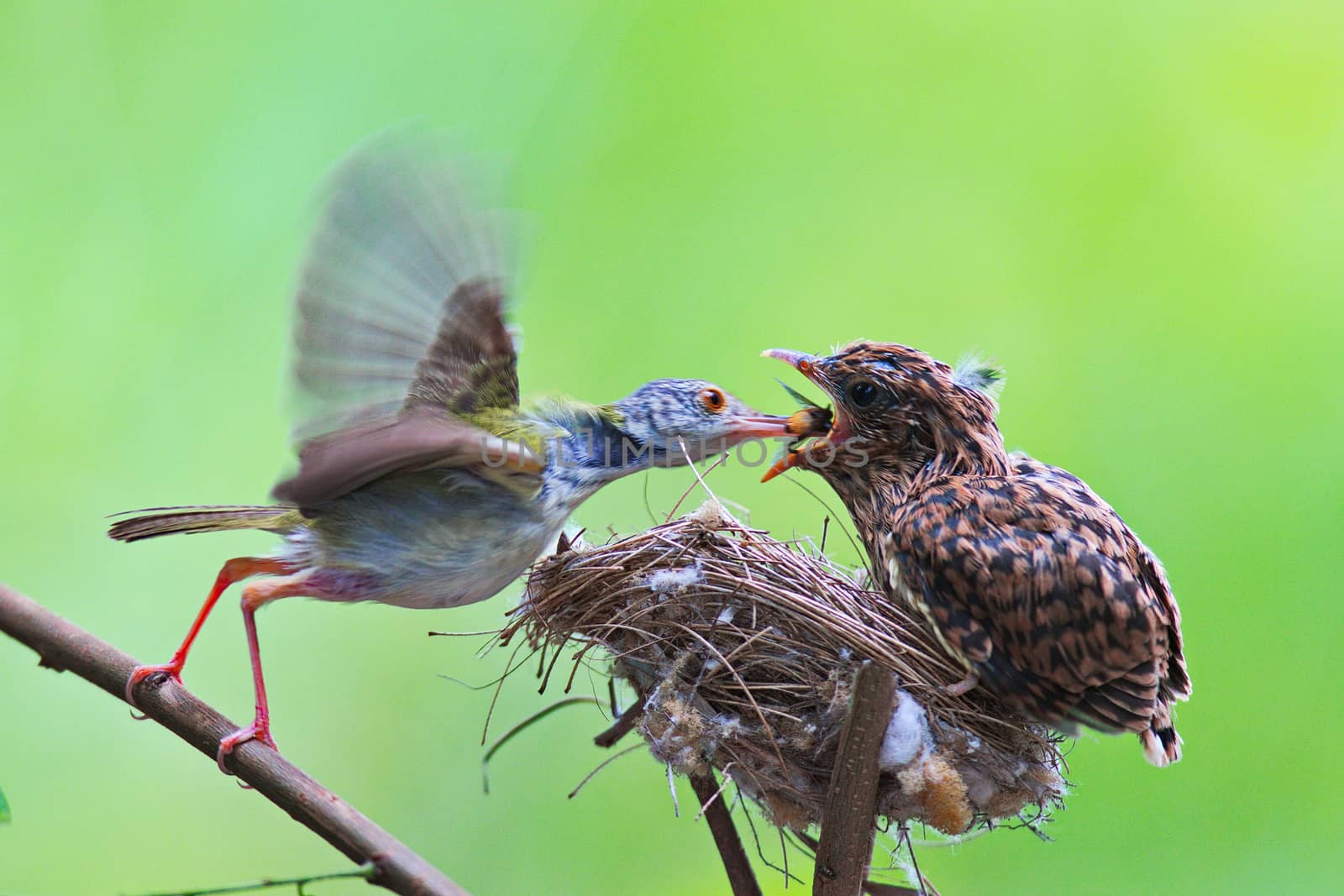 A Song thrush mother feeding her hungry chicks in the nest