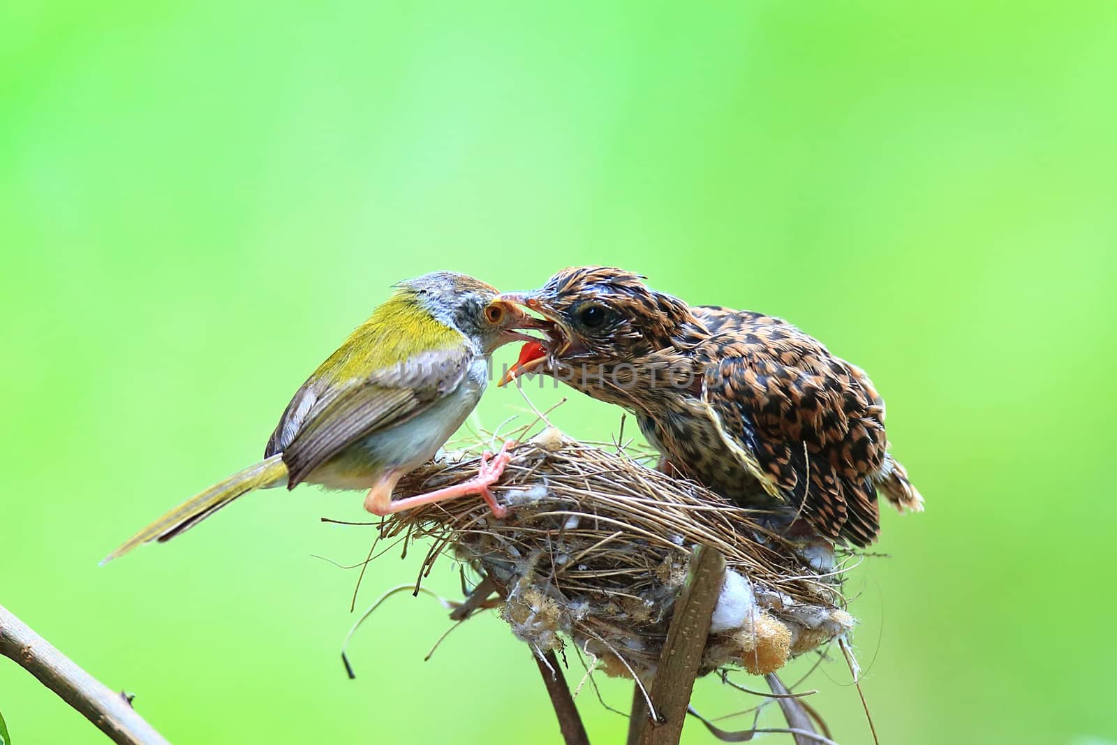 Female Cardinal feeds her baby chicks while standing on their bi by jee1999