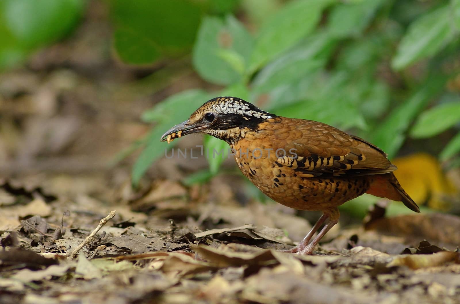 Beautiful brown bird female of Eared Pitta (Pitta phayrei) with worm in her mount in deep forest in nature at Kaengkracjarn national parkThailand