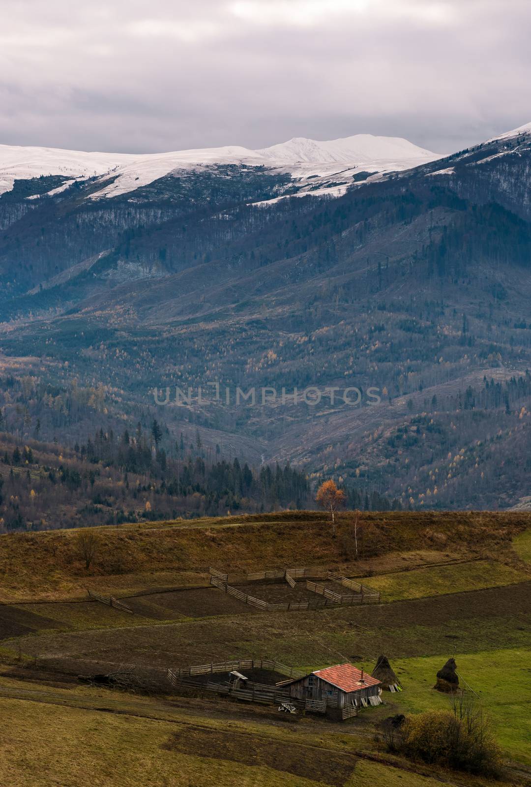 rural area in snowy alpine mountains. gloomy scenery with woodshed, tree, weathered grass and snowy tops