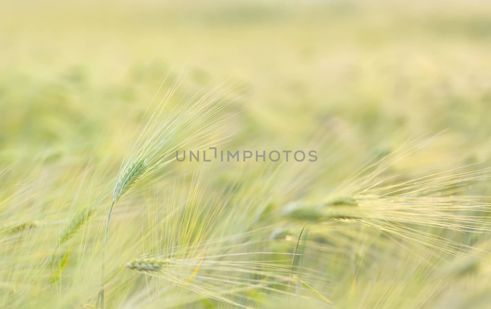 Ripe wheat field landscape