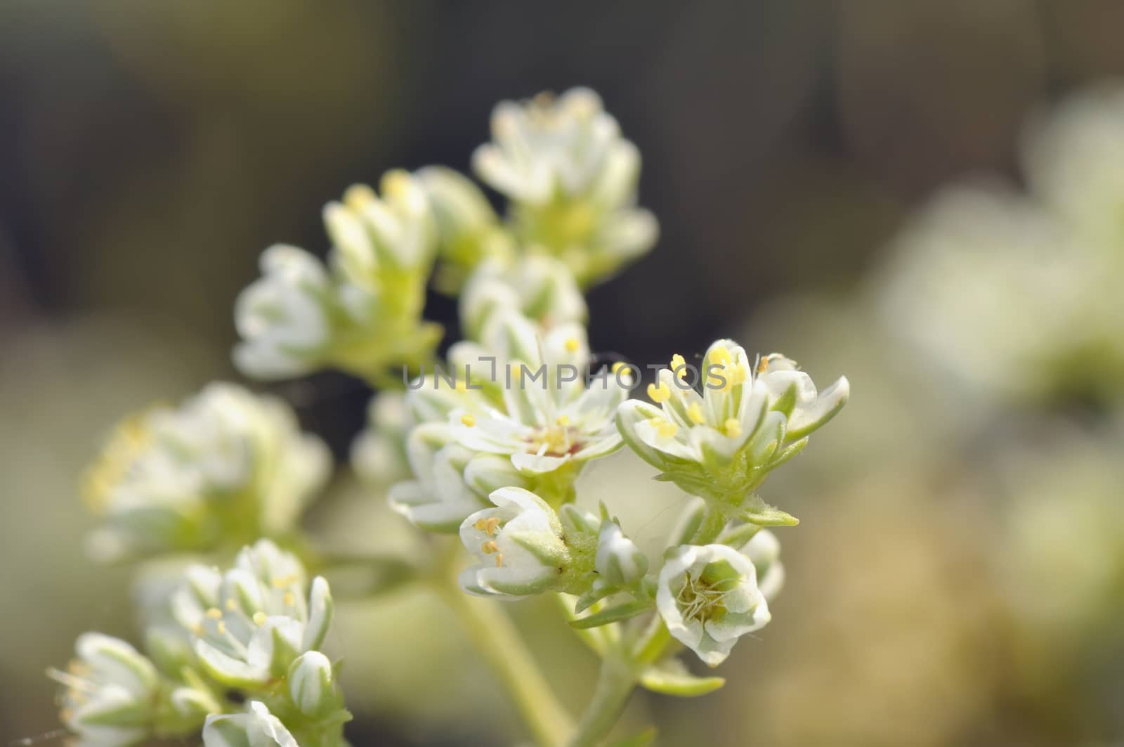 Macro Bittercress flower Cardamine hirsuta