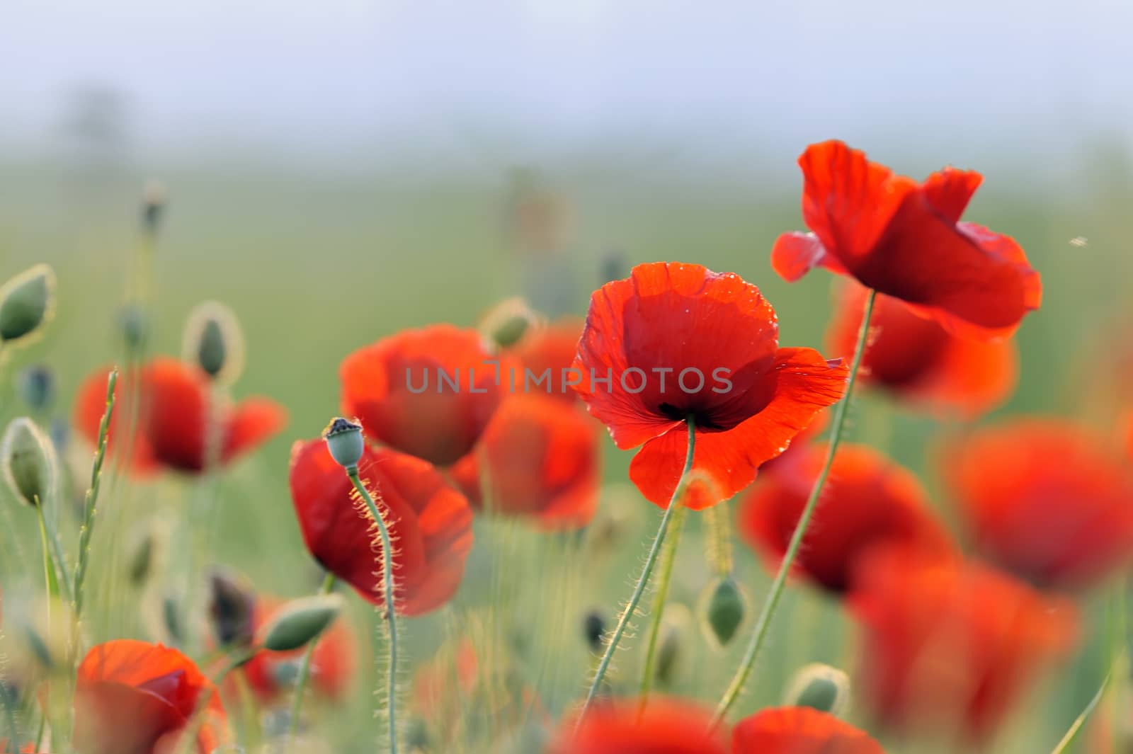 Sunset and landscape with red poppy field