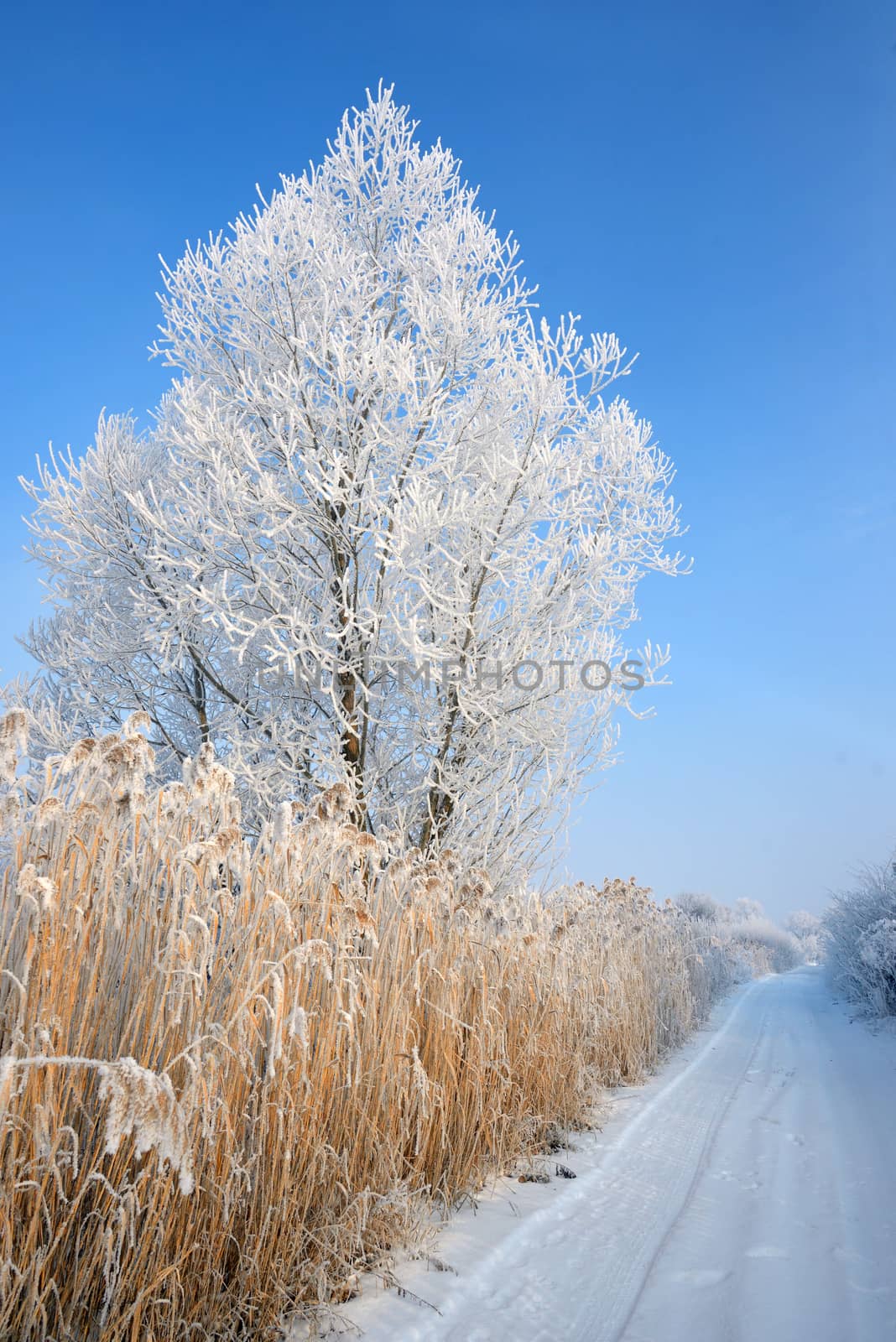 Lonely  frozen tree by mady70