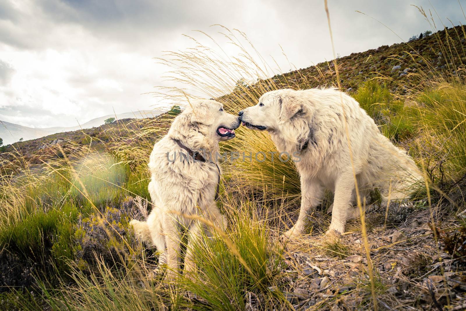 Two Great pyrenees dogs kissing in the mountains