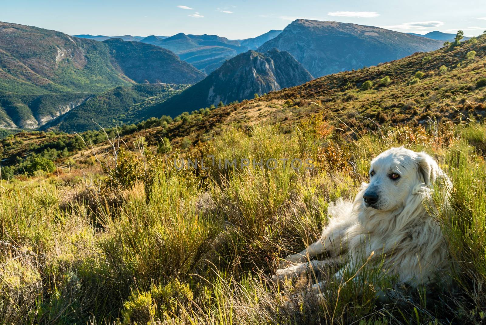 Great Pyrenees dog lying in the grass in the mountains