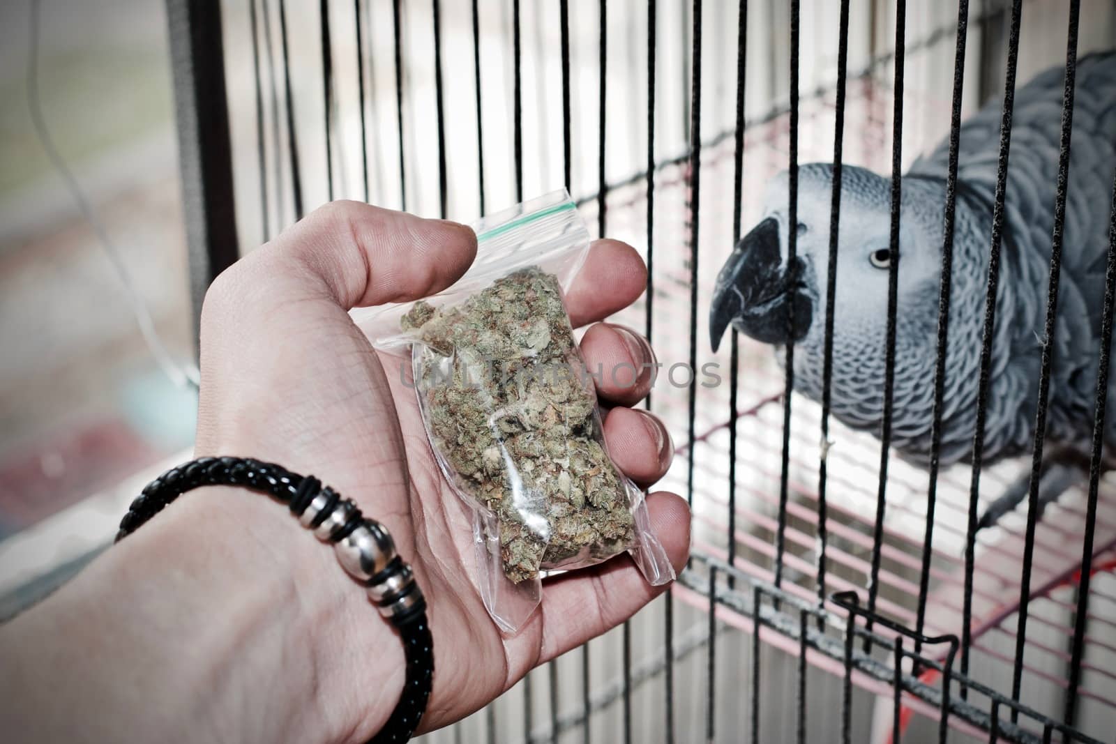 Green dry marijuana in man hand on the blurry background. Weed concept.