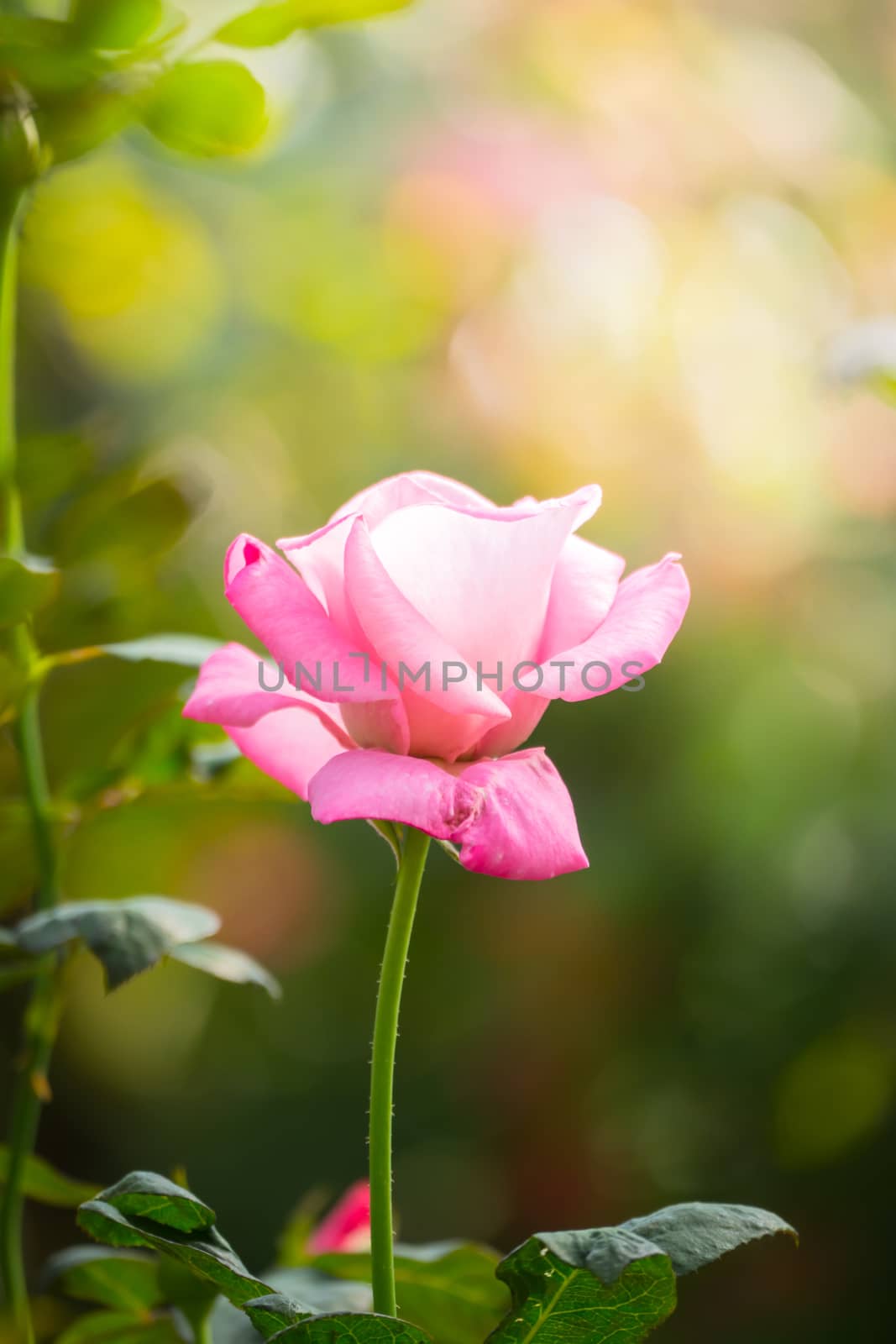 Roses in the garden, Roses are beautiful with a beautiful sunny day.