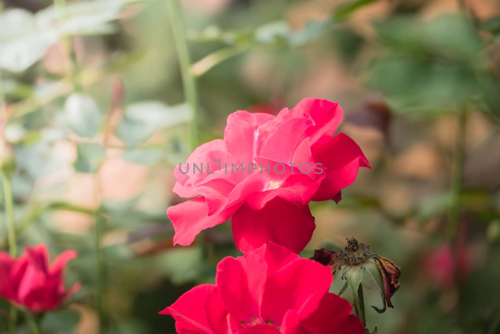 Roses in the garden, Roses are beautiful with a beautiful sunny day.