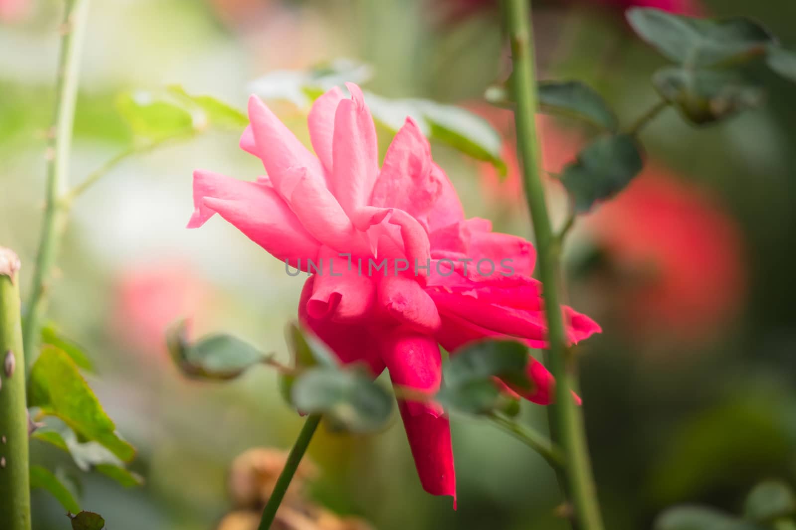 Roses in the garden, Roses are beautiful with a beautiful sunny day.