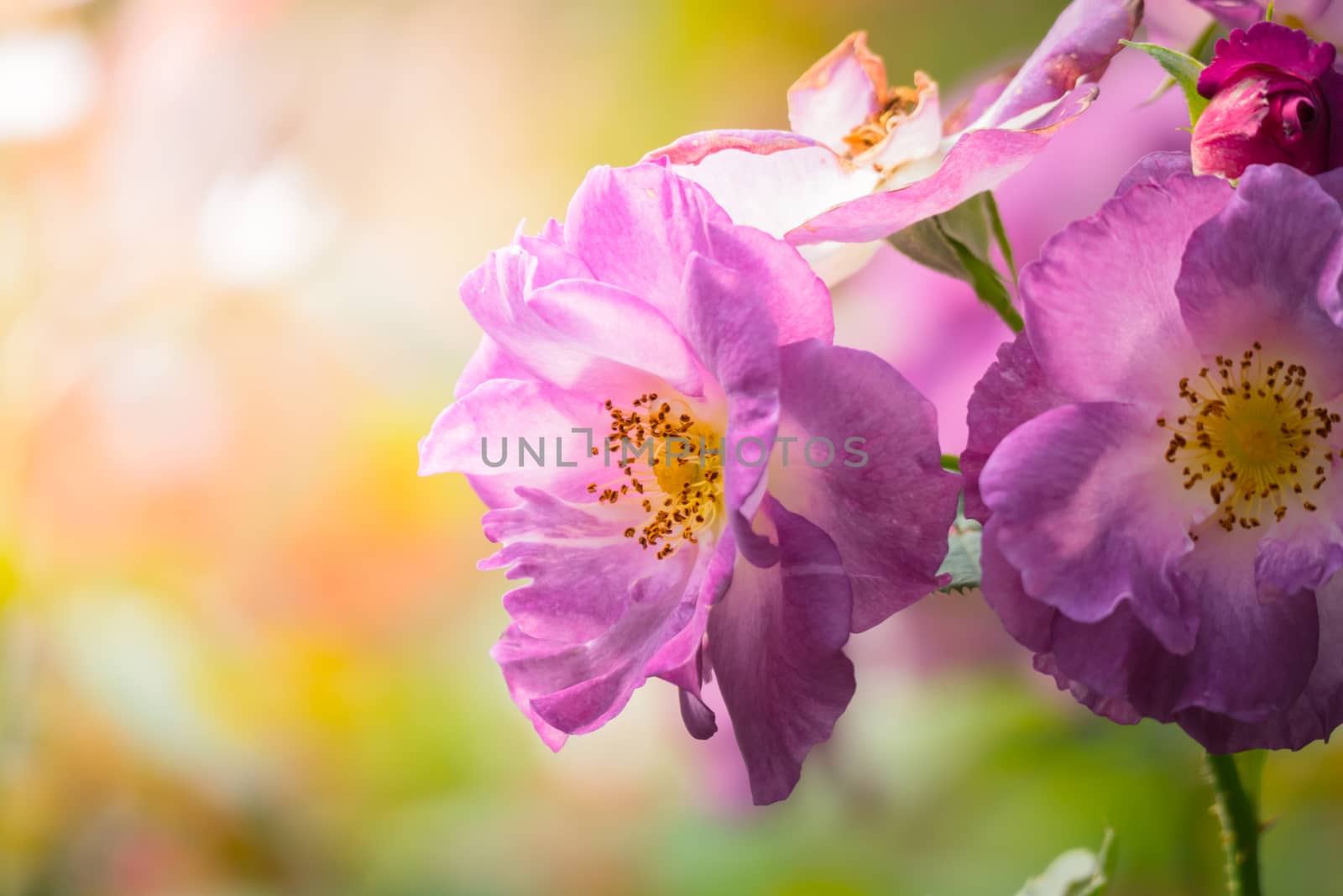 Roses in the garden, Roses are beautiful with a beautiful sunny day.