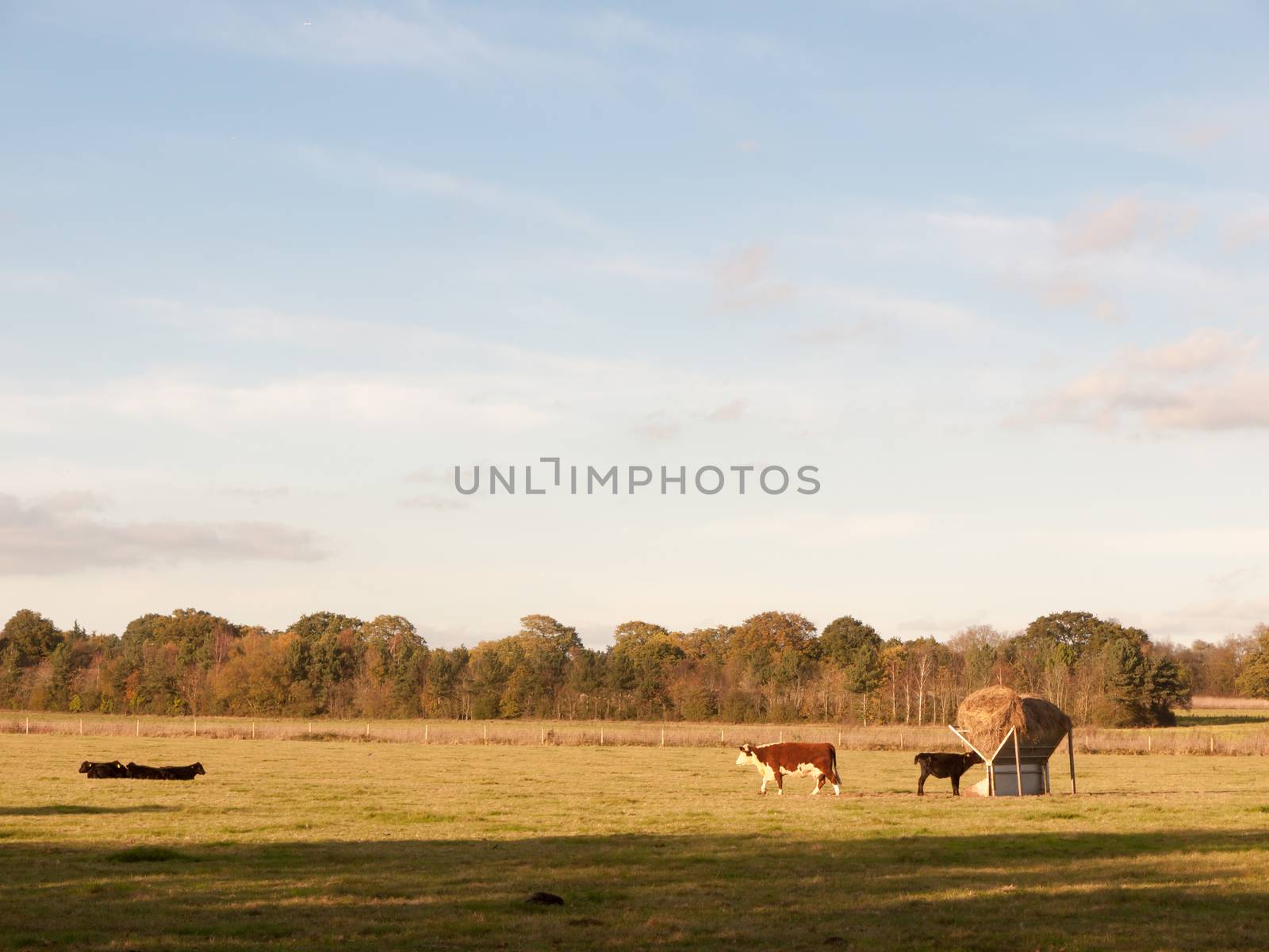 beautiful brown and black cows on green land pasture eating; essex; england; uk