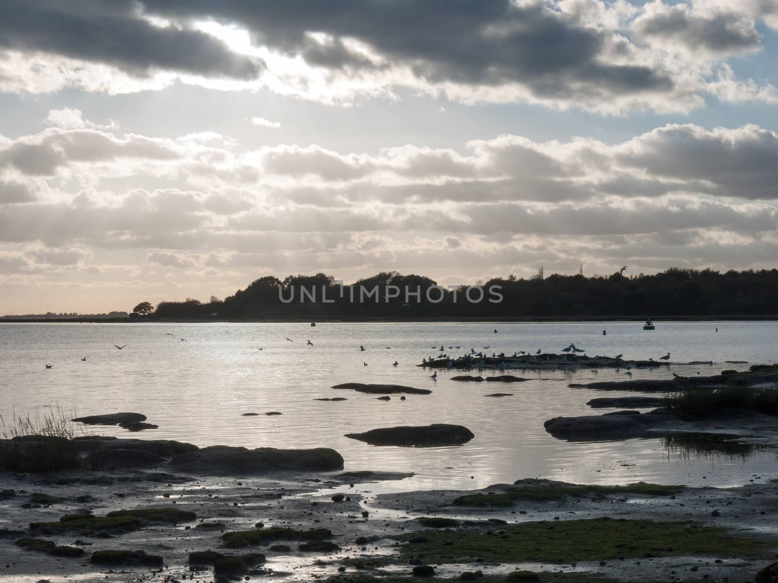 beautiful sunset over harbour coast sea bay clouds silhouette of birds landscape; essex; england; uk
