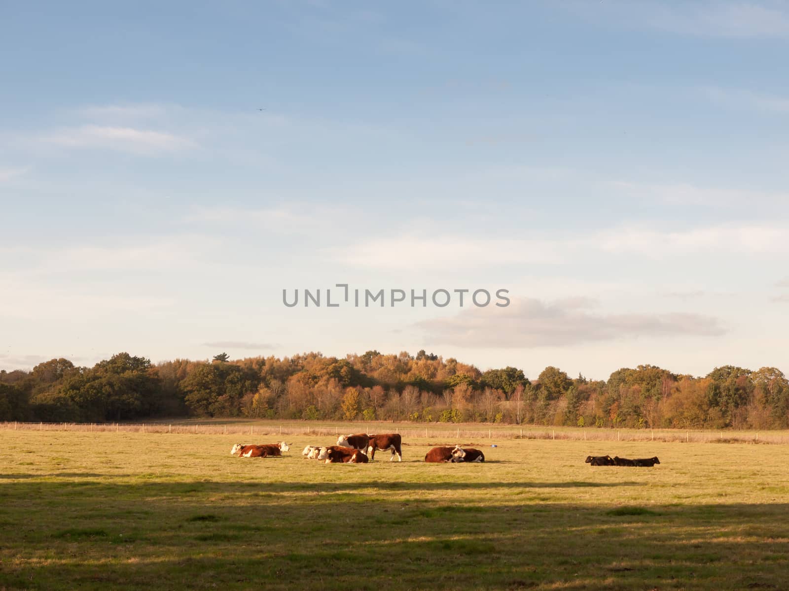 beautiful brown and black cows on green land pasture eating; essex; england; uk