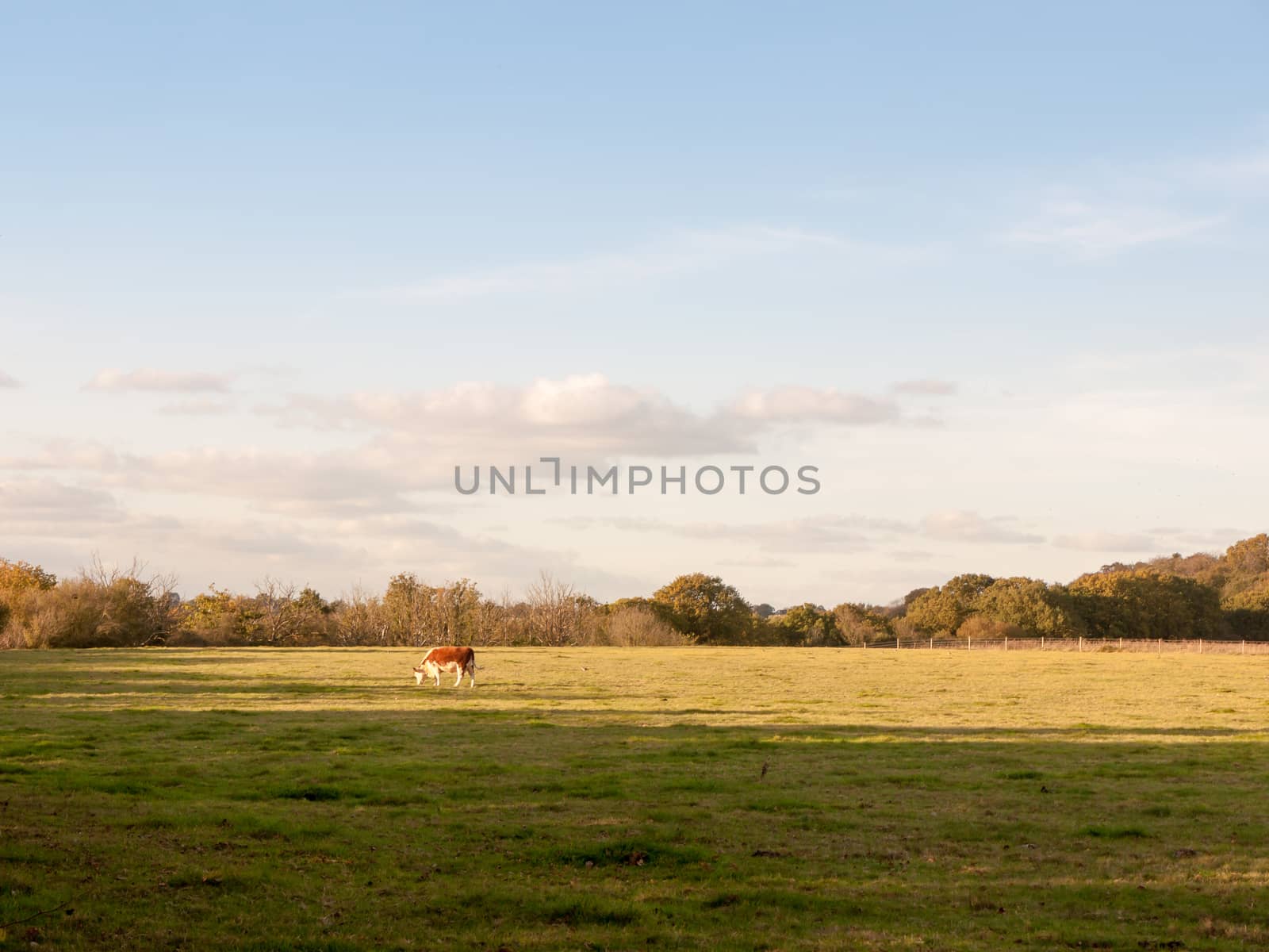 beautiful brown cow on green land pasture eating; essex; england; uk