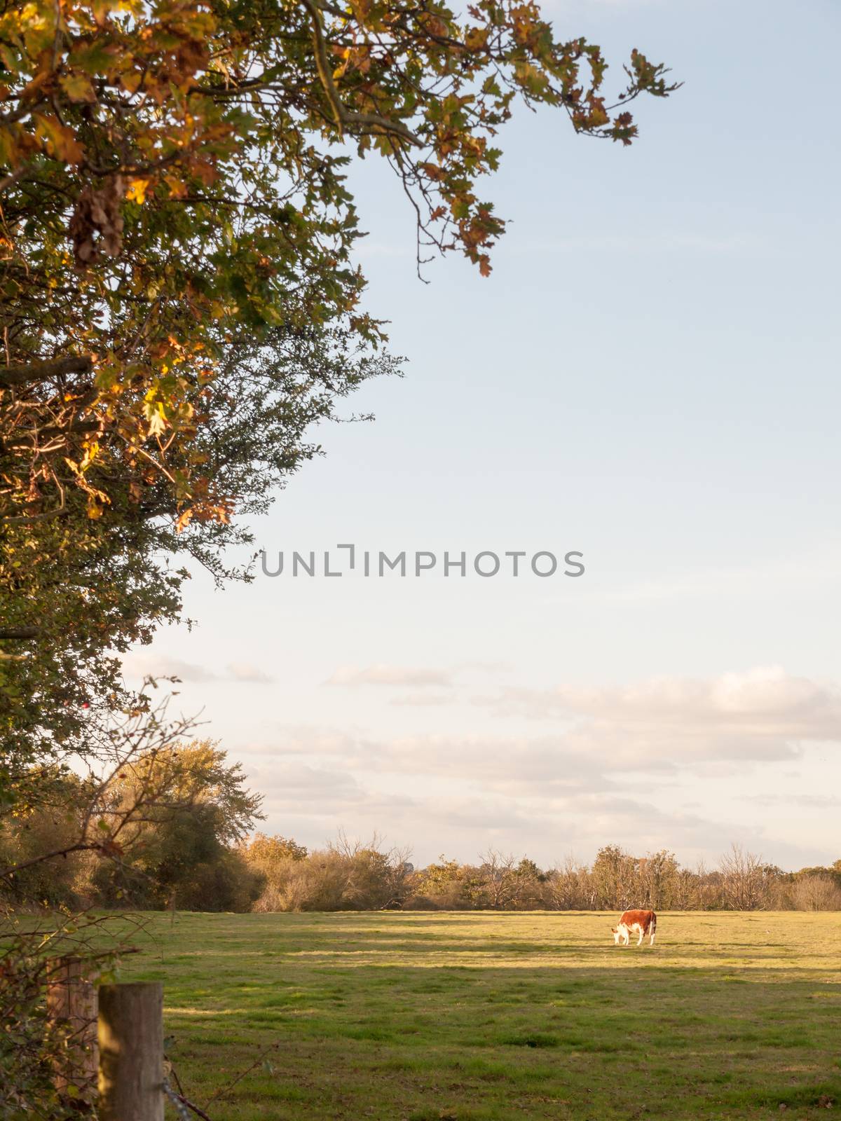 beautiful brown cow on green land pasture eating; essex; england; uk