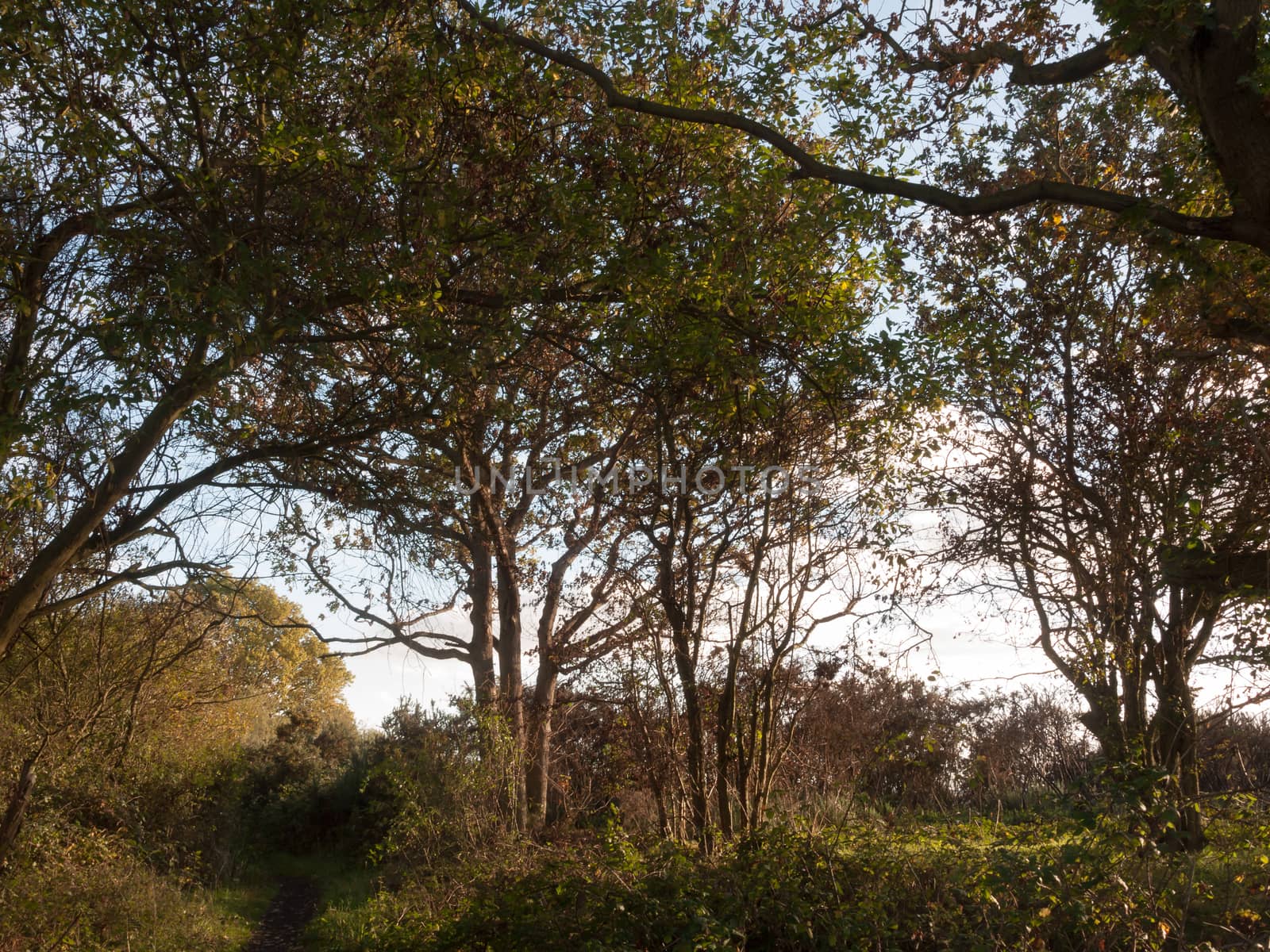beautiful autumn trees branches in sunset light country; essex; england; uk