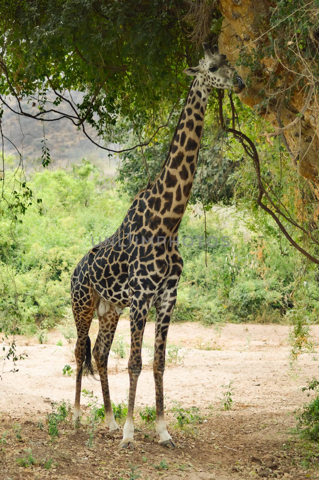 Giraffe eating leaves of a tree in Lake Manyara National Park in Tanzania
