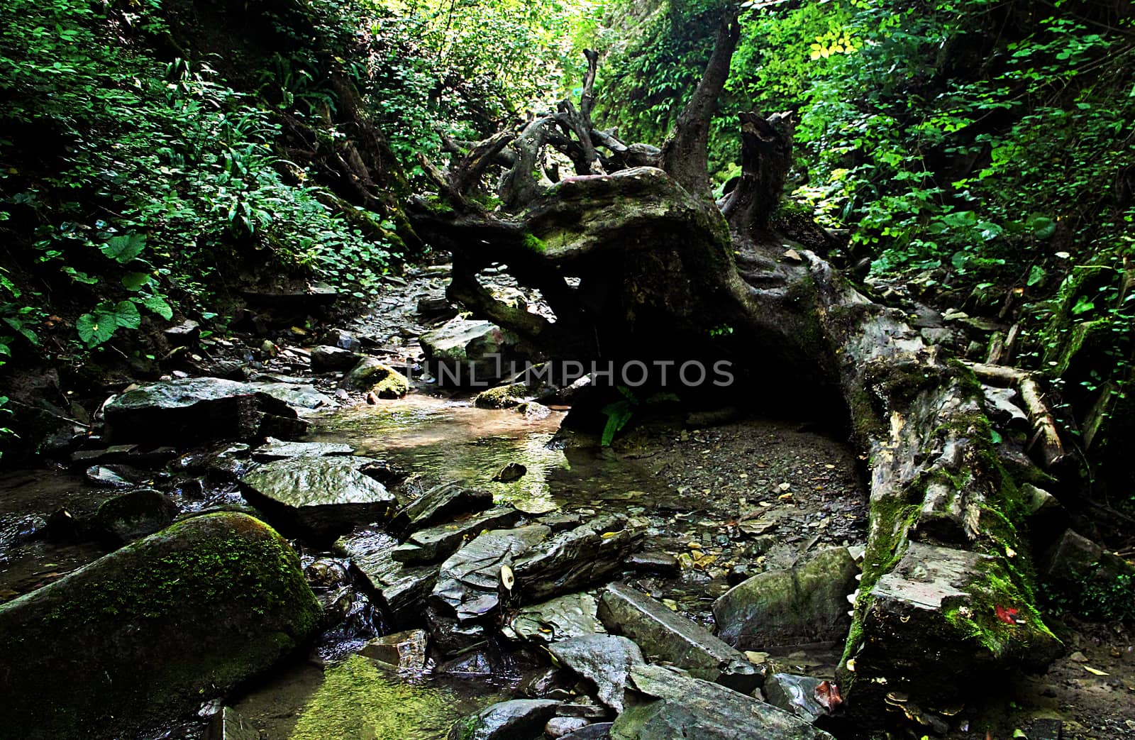 An old fallen tree in a mountain gorge. by andsst