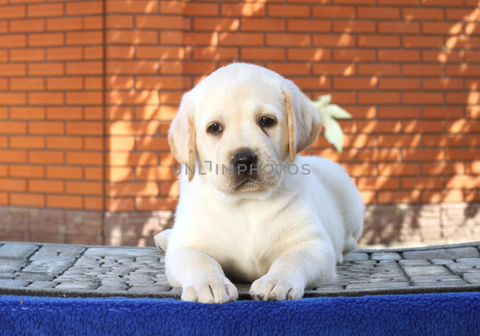 the little yellow labrador puppy sitting on blue background